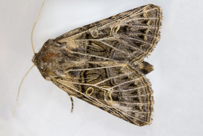 Кукурузная Лиственная совка (Spodoptera frugiperda (Smit))