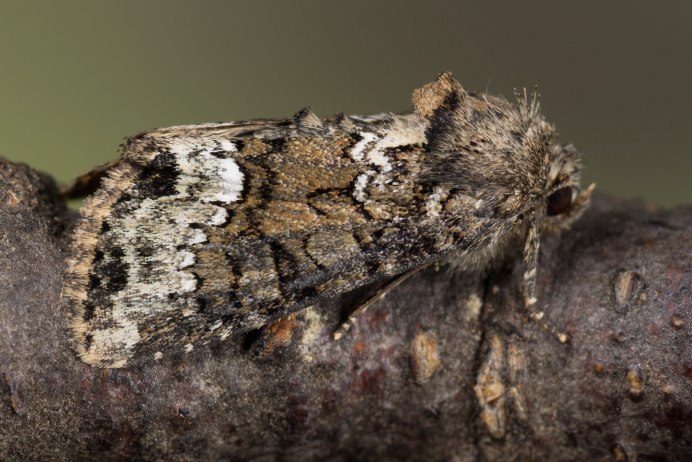 Азиатская хлопковая совка (Spodoptera litura fabr.)