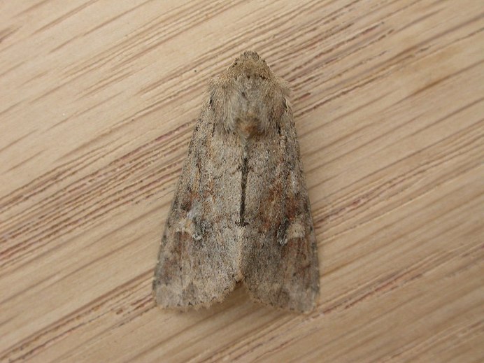 Apamea Sordens