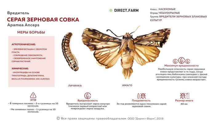 Личинки серой зерновой совки
