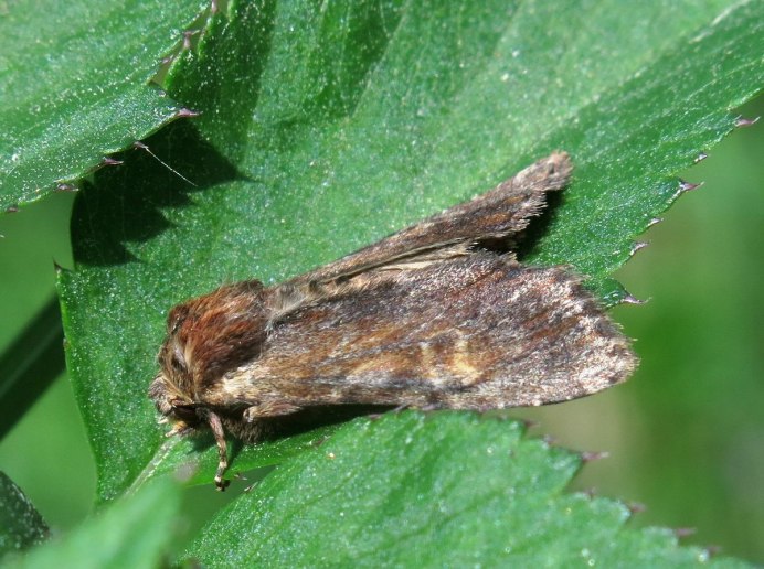 Apamea Sordens