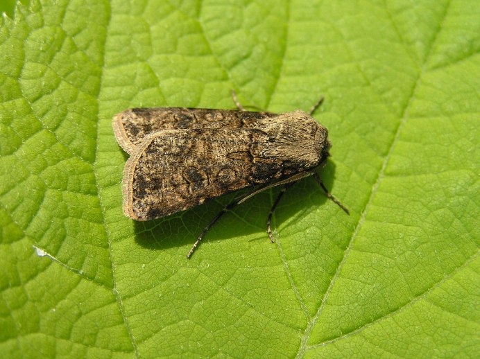 Axylia Putris Linnaeus, 1761