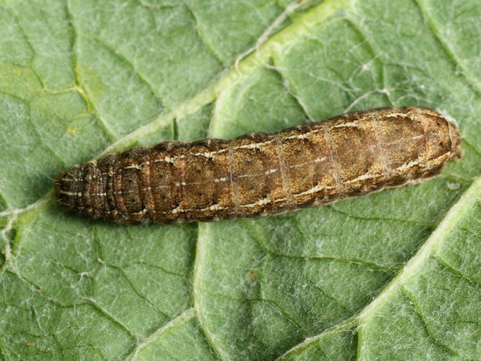 Apamea anceps