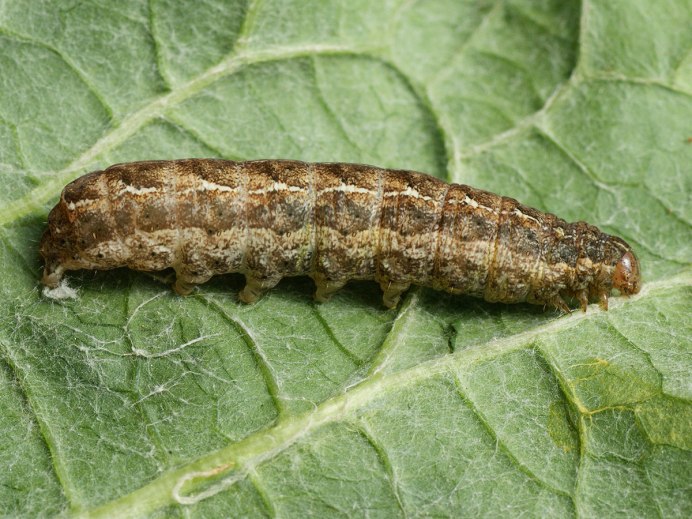 Mamestra brassicae