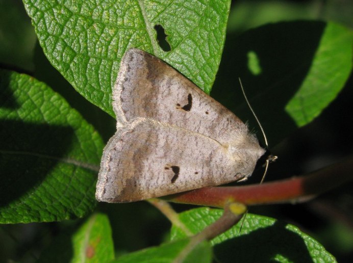 Серая зерновая совка Apamea anceps Schiff.