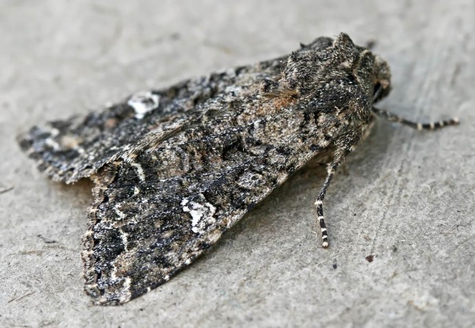 Кукурузная Лиственная совка (Spodoptera frugiperda)