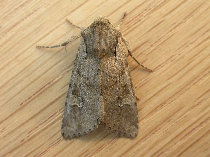Apamea Sordens