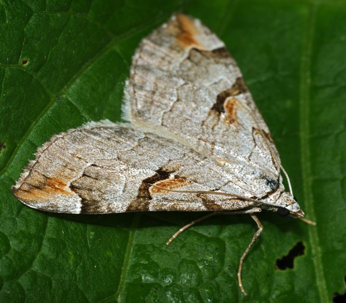Зерновая совка (Apamea Sordens
