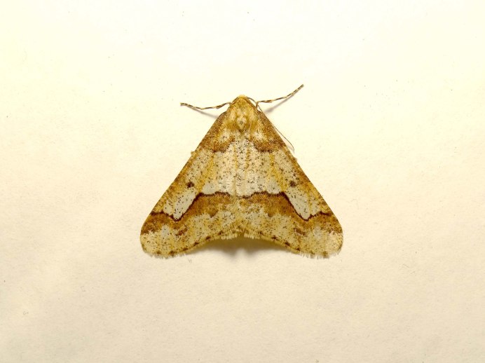 Совка бабочка crambodes talidiformis