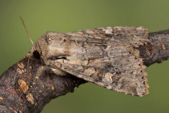 Зерновая совка (Apamea Sordens