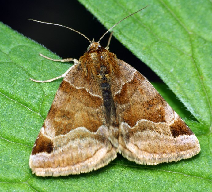 Озимая совка (Agrotis segetum),