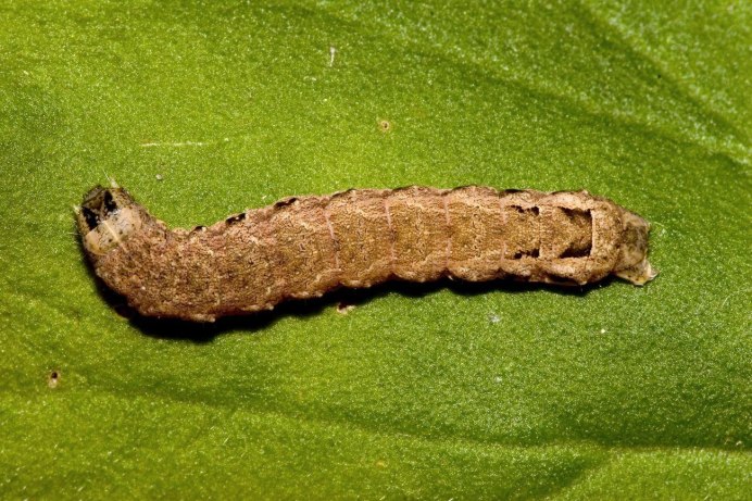 Caradrina Morpheus