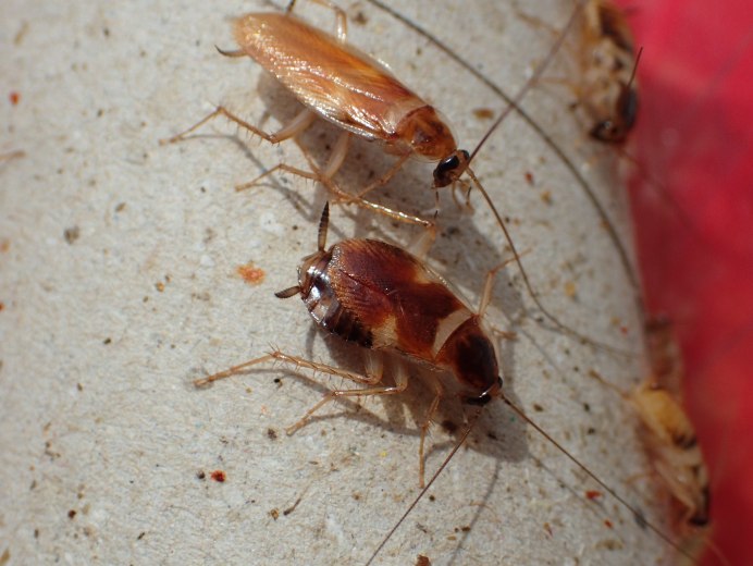 Таракан таракан