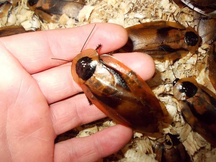 Blattella Germanica таракан