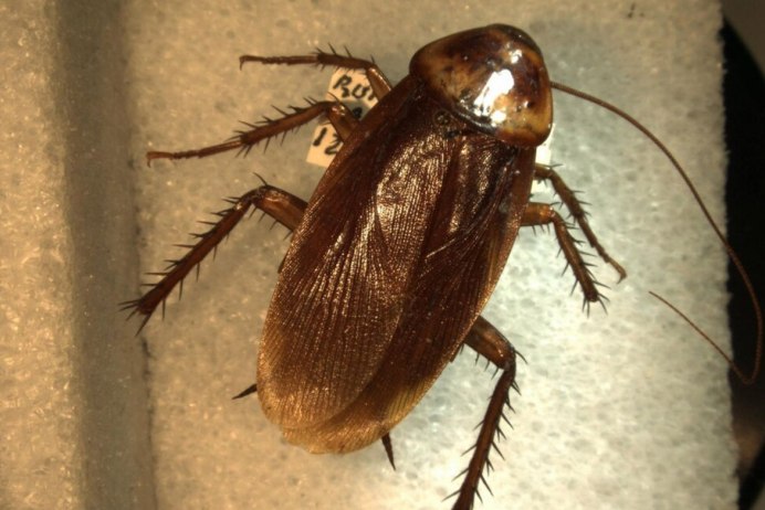 Австралийский Жук Прусак