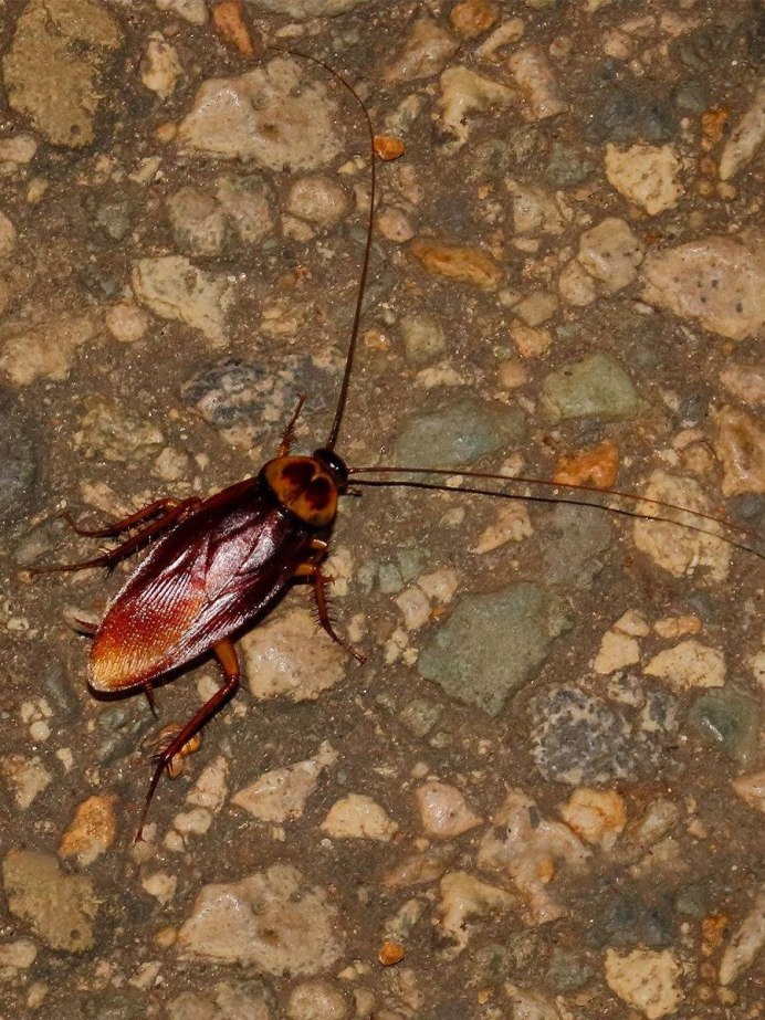 Таракан на дороге