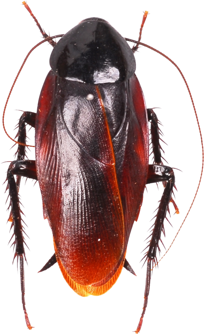 Тараканы в Анапе