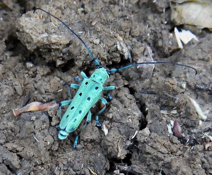 Жук Monochamus Sutor