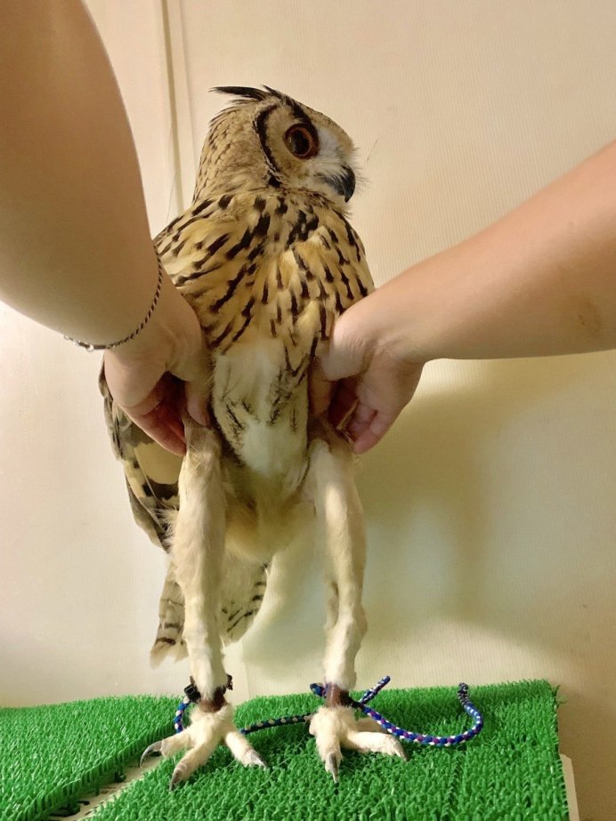 Лысая сипуха