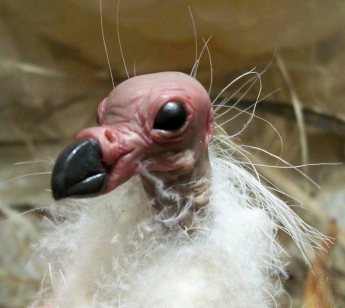 Сова без перьев