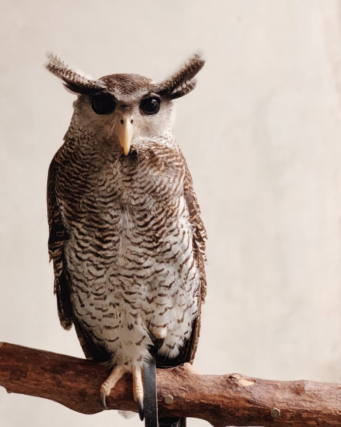 Лысый Филин