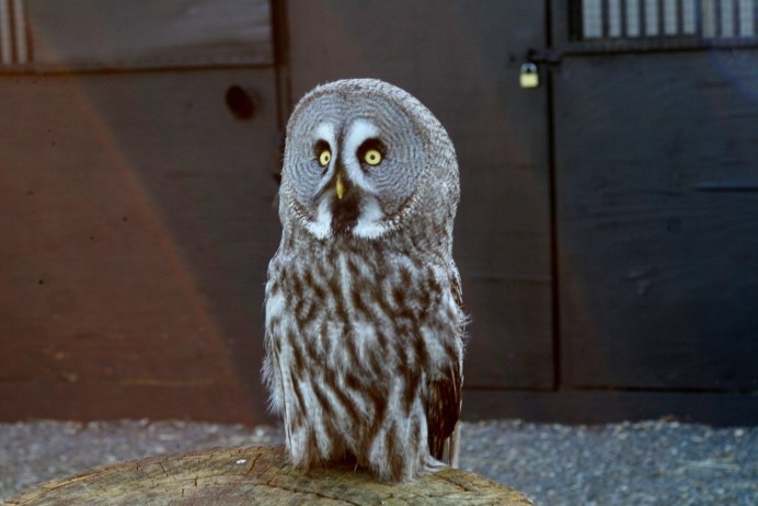 Лысый Филин