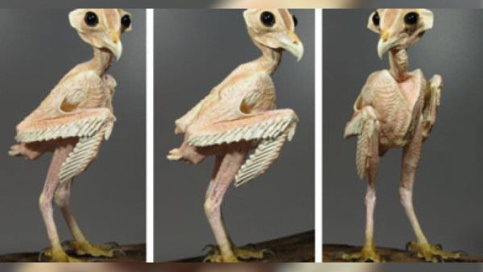 Лысая Сова без перьев