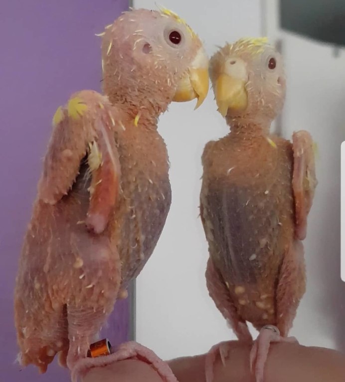 Сова сипуха птенец