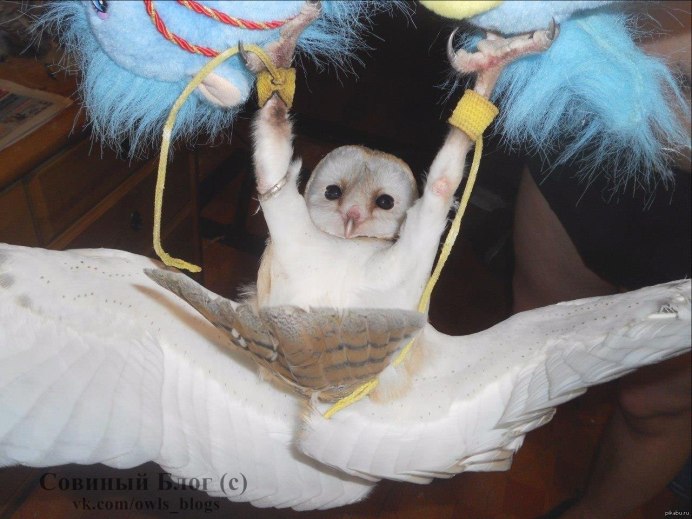 Сова без перьев