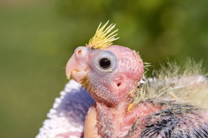 Птенец Совы лысый