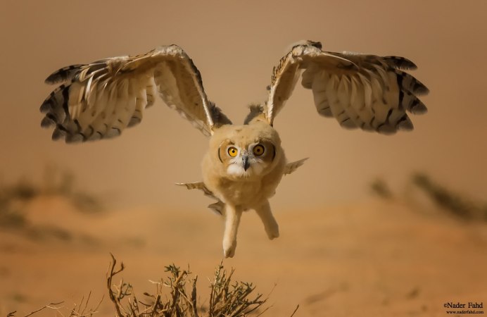 Лысый из совенка