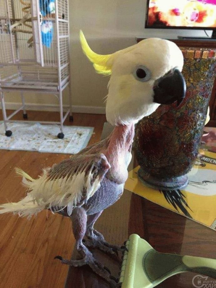 Лысый Филин