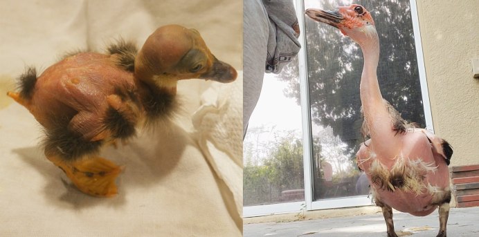 Ощипанный из мультфильма