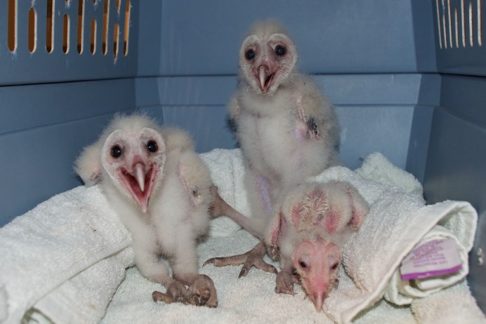 Ноги Совы без перьев