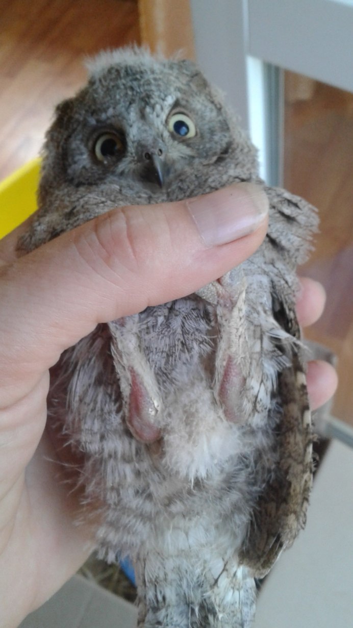 Сова сипуха птенец