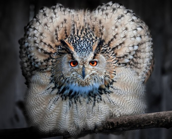 Пепельнолицая сипуха