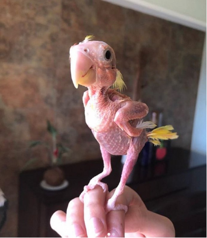 Самоощип у жако