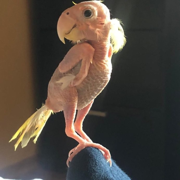 Лысая сипуха