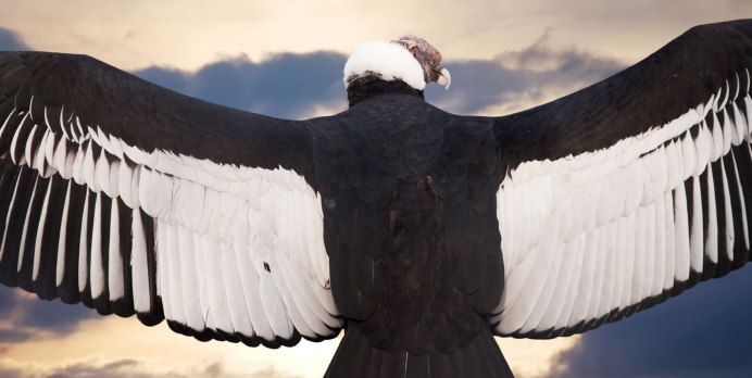 Крыло птицы