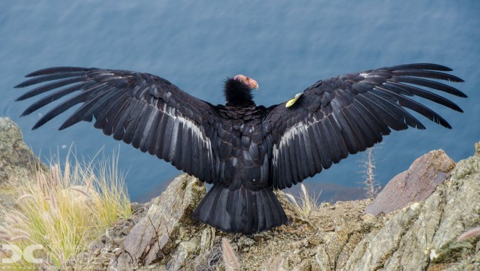 Андский Кондор размах крыльев