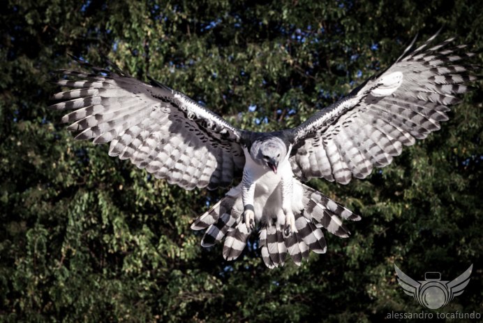 У кого самые большие Крылья