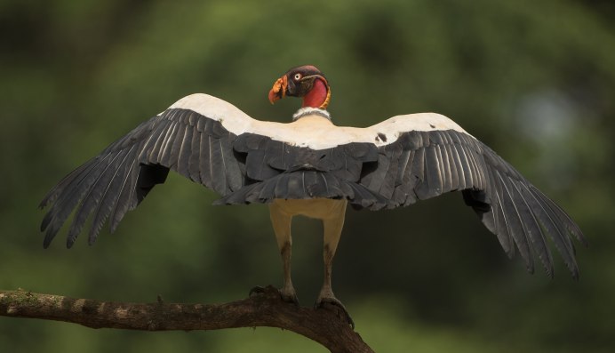 Алексис Норьега Крылья