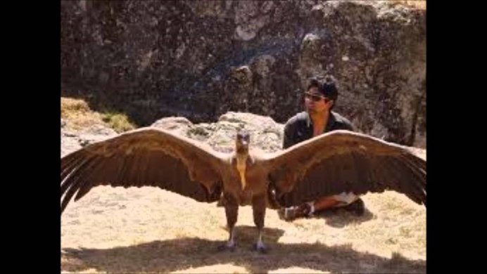 Красивые Крылья птиц