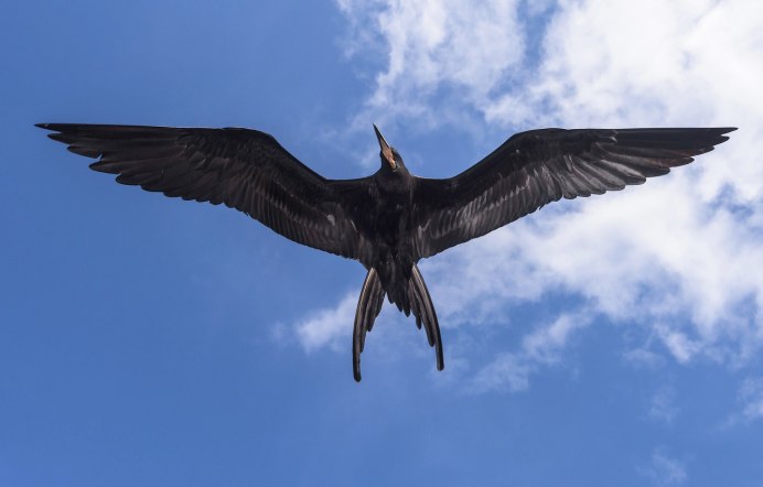 Большая серая цапля в полете