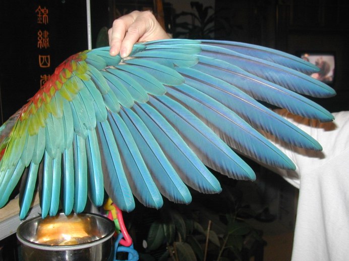 Размах крыльев орла Гарпия