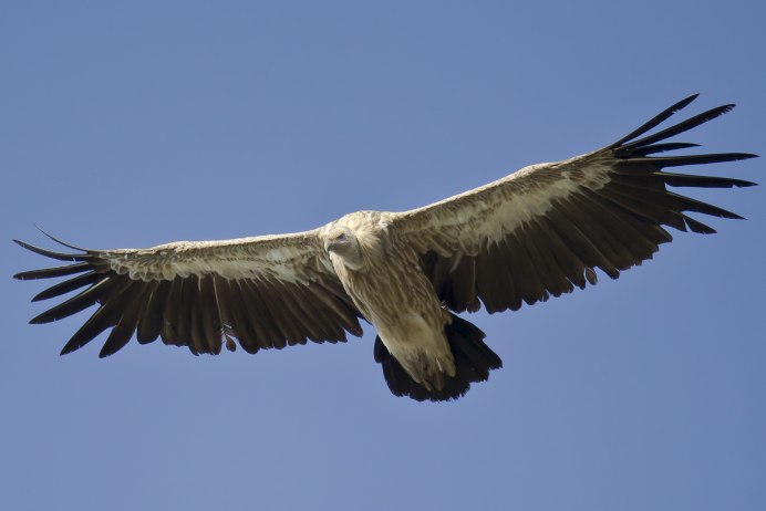 Андский Кондор размах крыльев