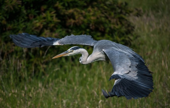 Кондор размах крыльев