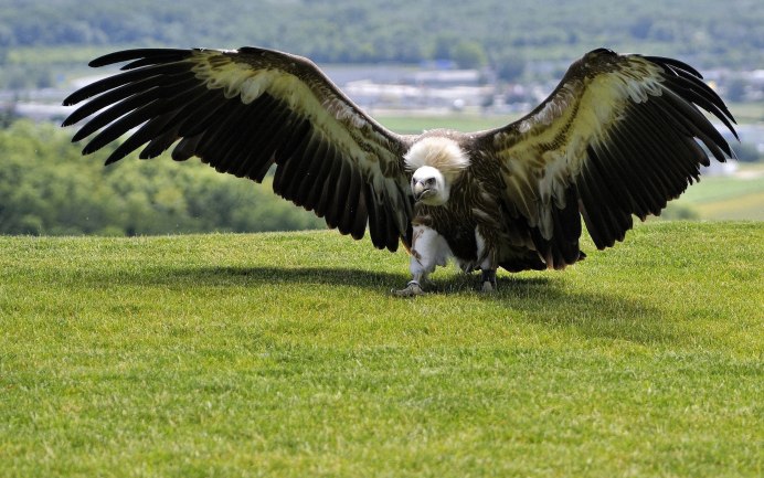 Крыло птицы