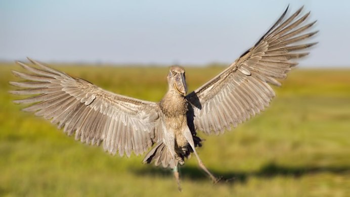 Самые большие птицы