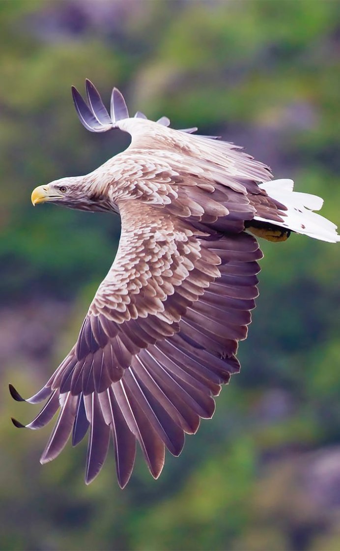 Орел Кондор